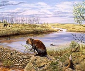 Looking At Beavers' Role In River Restoration