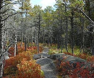 Jackpine Tree