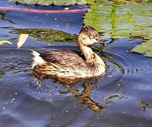 Gone forever: Little African grebe follows the dodo