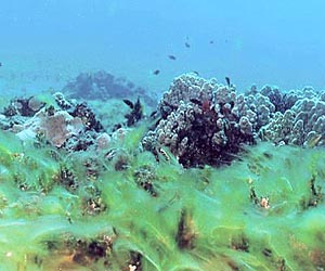 Declining algae threatens ocean food chain: study