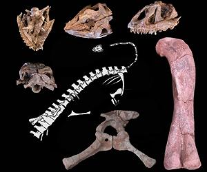 First Complete Early Sauropod Dinosaur Found