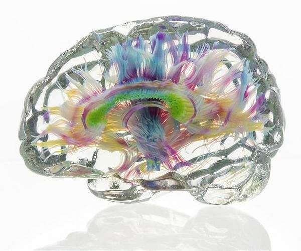WSU researchers discover new clues on how sleep works in the brain