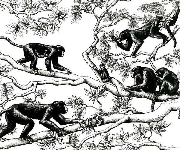 Fossil suggests apes, old world monkeys moved in opposite directions from shared ancestor
