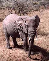 SAfrican Government Consults Scientists On Elephant Culling