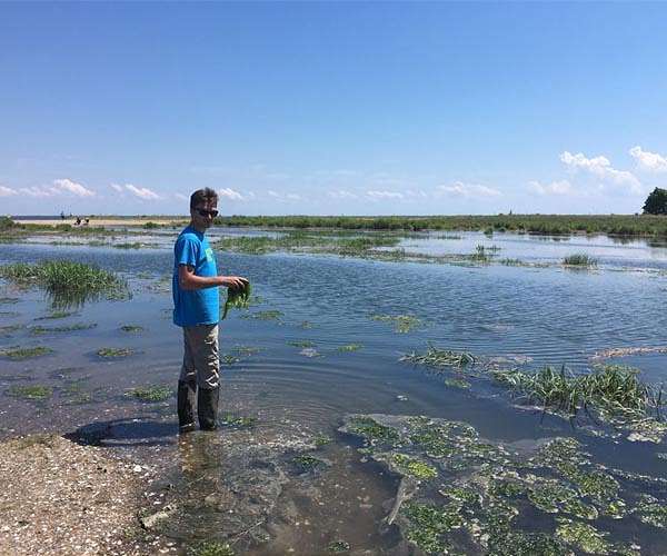 Salt marsh plants may signal carbon capture capacity