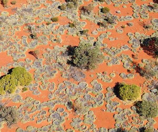 Ecologists confirm Alan Turing's theory for Australian fairy circles