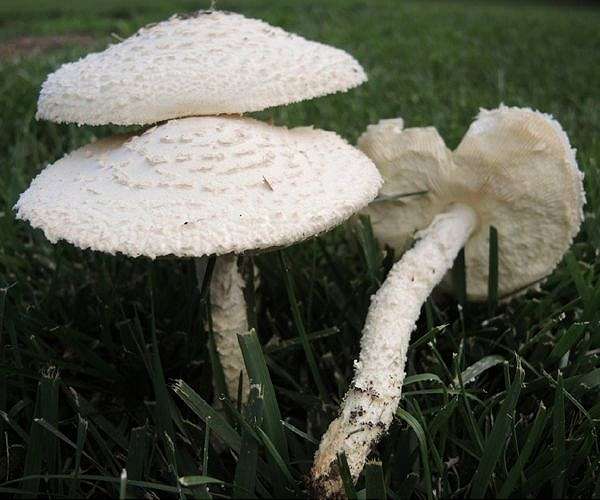 Study: Mushrooms became hallucinogenic to keep away insects