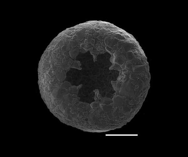 Life on Earth didn't arise as described in textbooks