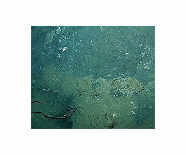 Worms and snails handle the pressure 2,500m below the Pacific surface