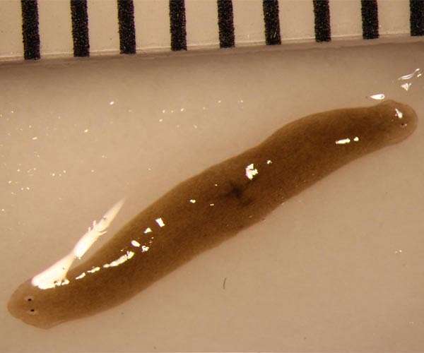 China sends regenerative flatworms to orbit for biological research