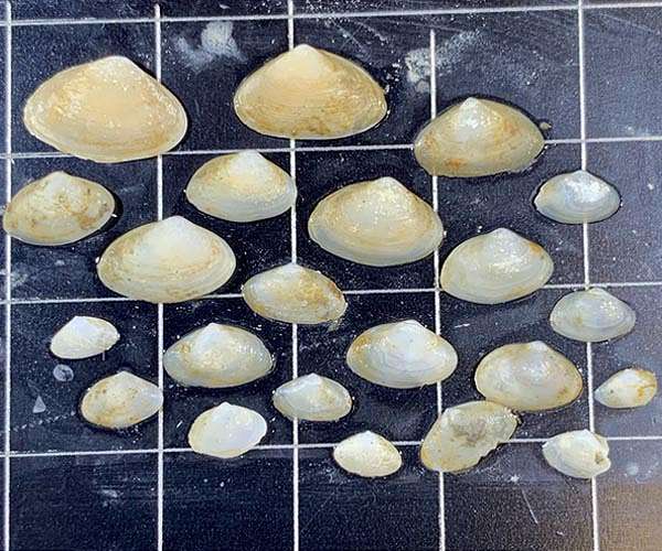 Environment scientists close in on 'golden spike' to define Anthropocene