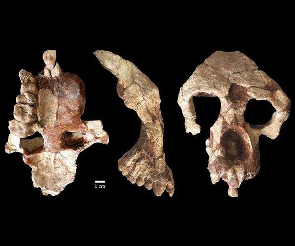 New ancient ape from Turkiye challenges the story of human origins