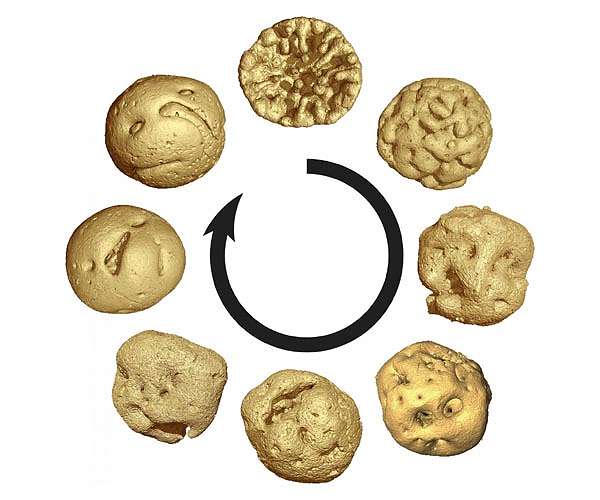 Animal embryos evolved before animals