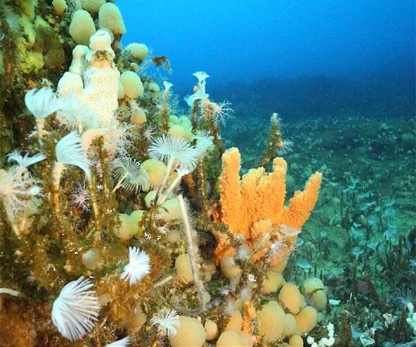 The first animals on Earth may have been sea sponges, study suggests