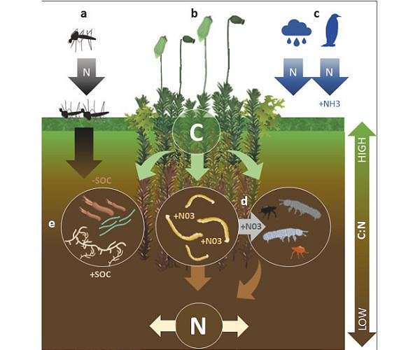 Invading insect could transform Antarctic soils