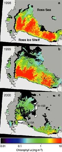 Massive Icebergs May Affect Antarctic Sea Life And Food Chain