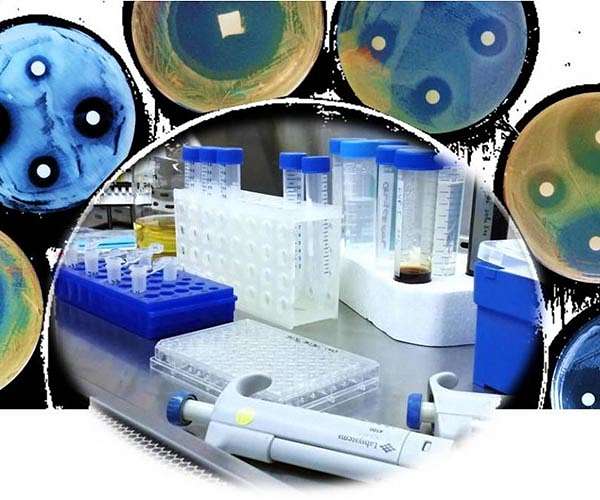 Scientists solve key mystery of the human immune response