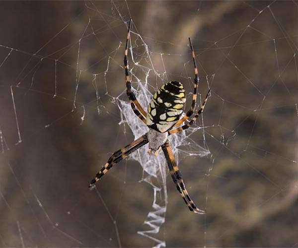 Study: Medicinal properties of spider silk have no basis in science