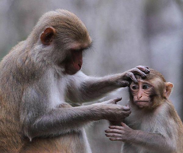 Primate mothers react differently to infant loss than humans