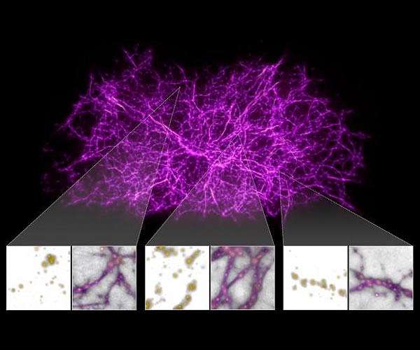 Astronomers use slime mould to map the universe's largest structures