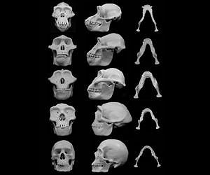 Did violence shape our faces?
