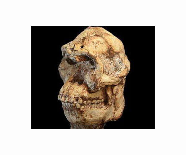 Peering into Little Foot's 3.67 million-year-old brain