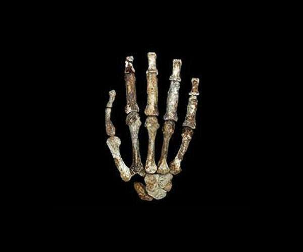 New study records dual hand use in early human relative