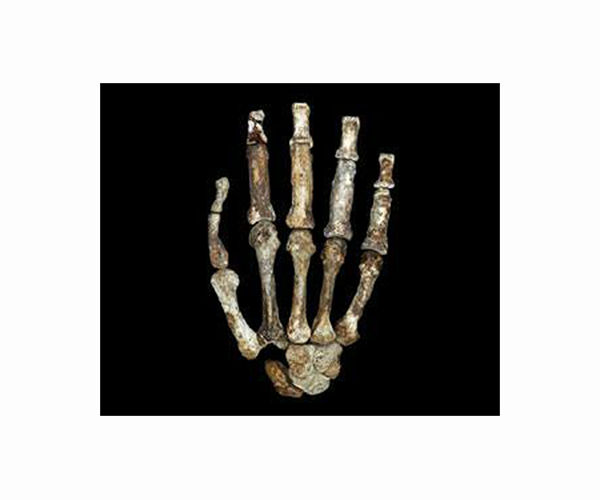 Eating bone marrow played a key role in the evolution of the human hand