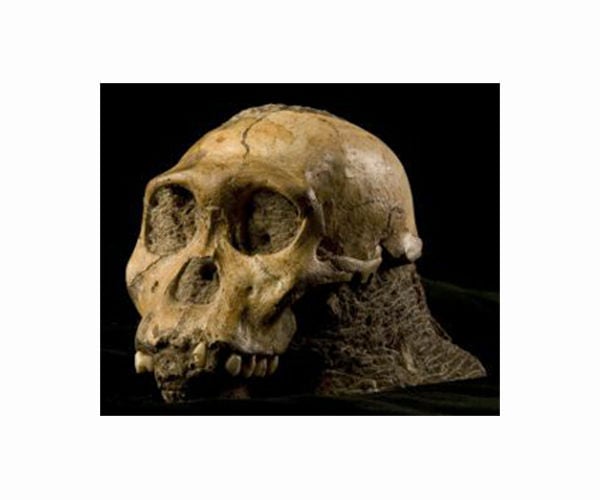 Understanding our early human ancestors: Australopithecus sediba