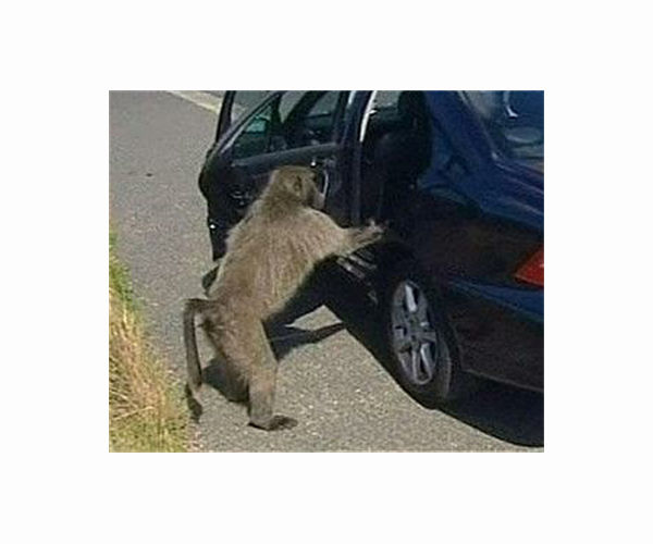 S.Africa's gangster baboon comes to an untimely end