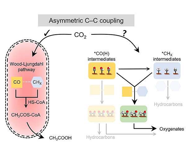 To battle climate change, scientists tap into carbon-hungry microorganisms for clues