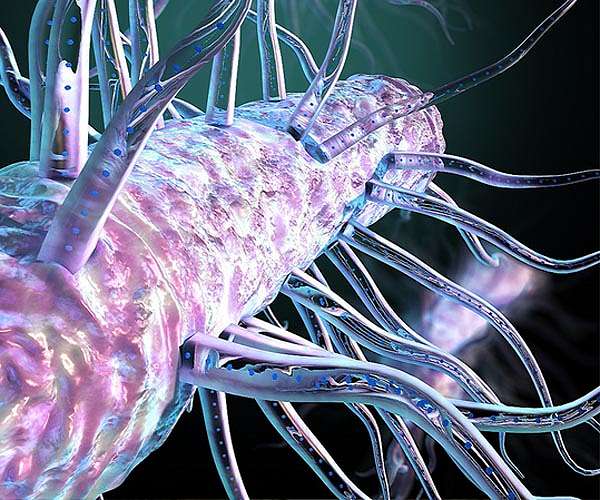 Hidden bacterial hairs power nature's 'electric grid'