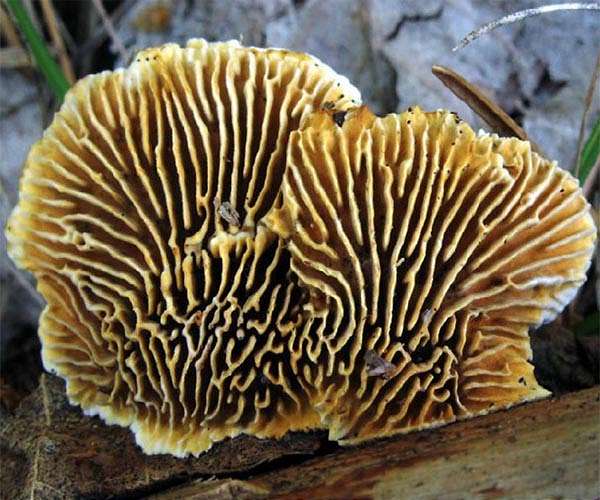 Fungi based carbon storage critical to reaching net zero