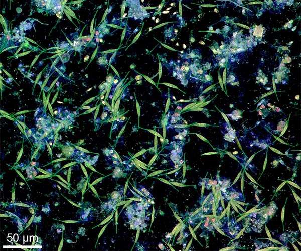 Adaptation to extreme conditions thermal water biofilm studies could help understand ancient ecosystems
