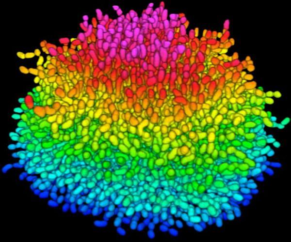 Researchers develop microbubble scrubber to destroy dangerous biofilms