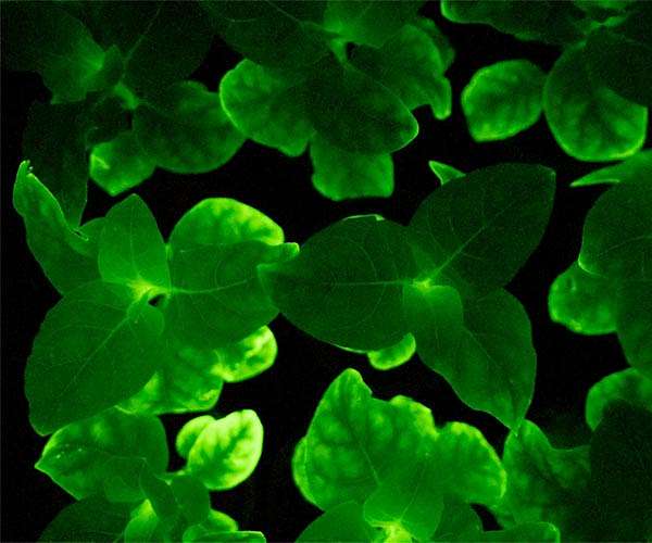 Plants Store Less Carbon than Previously Estimated, Study Shows