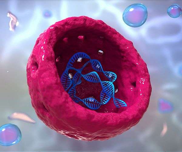 Study explains how part of the nucleolus evolved