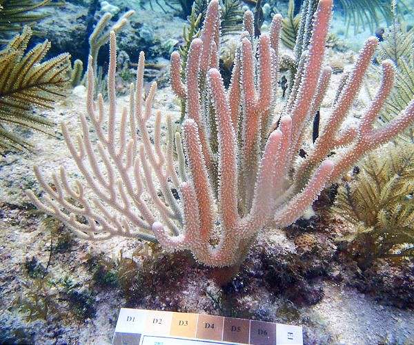 Study traces bioluminescence back 540 million years in octocorals