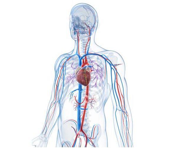 The brain uses bodily signals to regulate fear