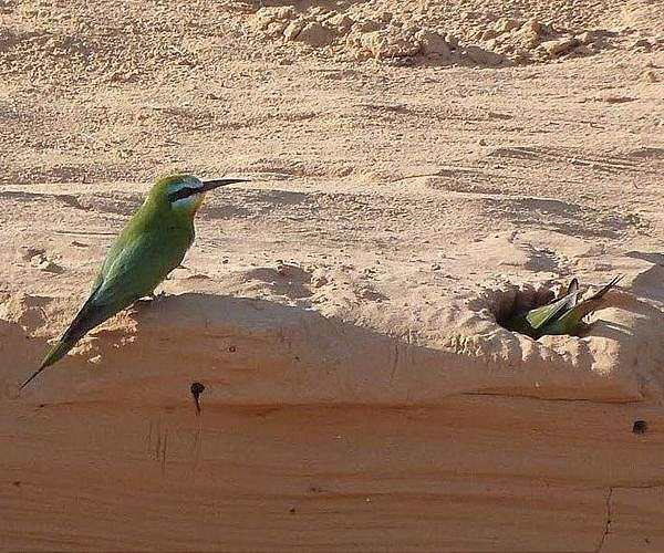 Tiny songbird is East Asia's 'oldest' carved artwork