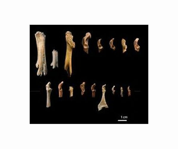 Ancient bird bones redate human activity in Madagascar by 6,000 years
