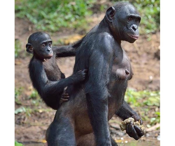 Chimps and bonobos don't need a translator