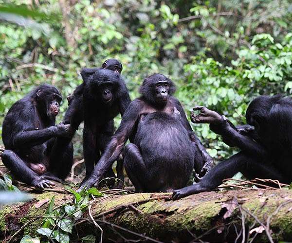 Tiny species of Great Ape lived in Germany 11M years ago