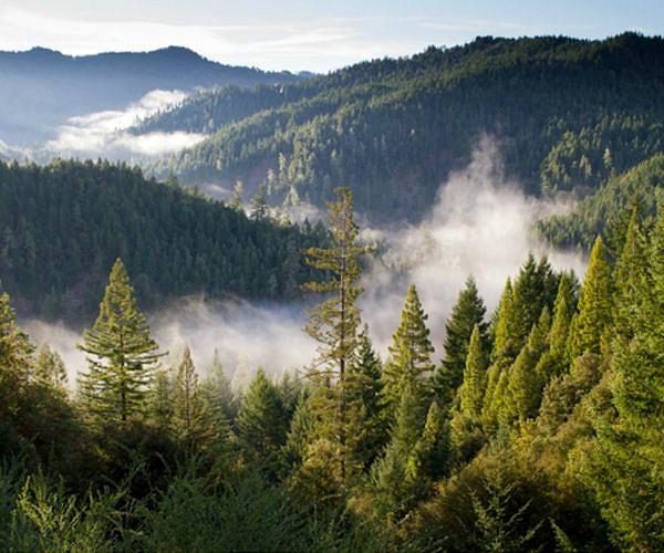 Rapid emissions reductions would keep CO2 removal and costs in check