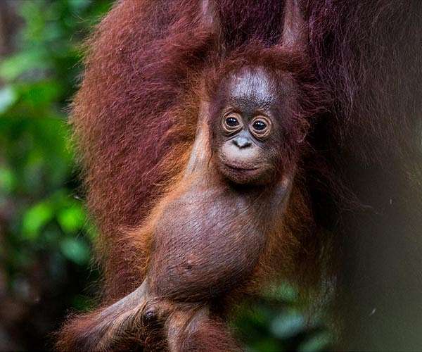 Orangutan Communication Reveals Surprising Complexity Once Thought Uniquely Human