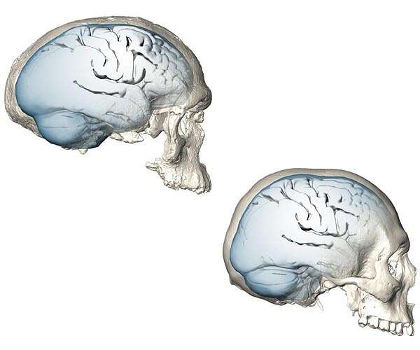 Brains evolved gradually rather than in leaps study reveals