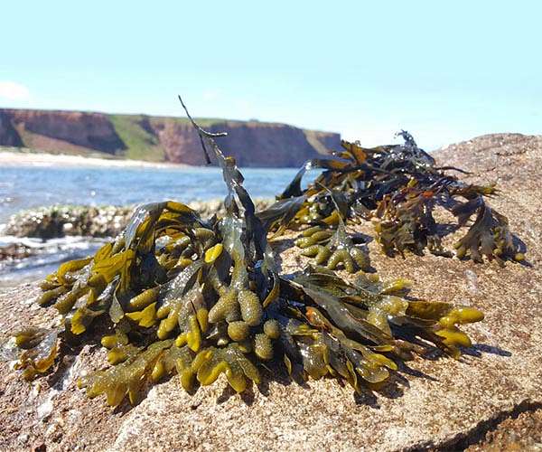 Sugar turns brown algae into good carbon stores