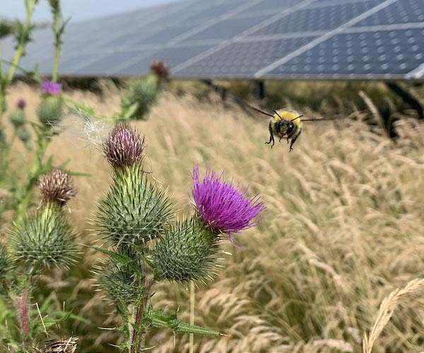 European bumblebee populations projected to plummet