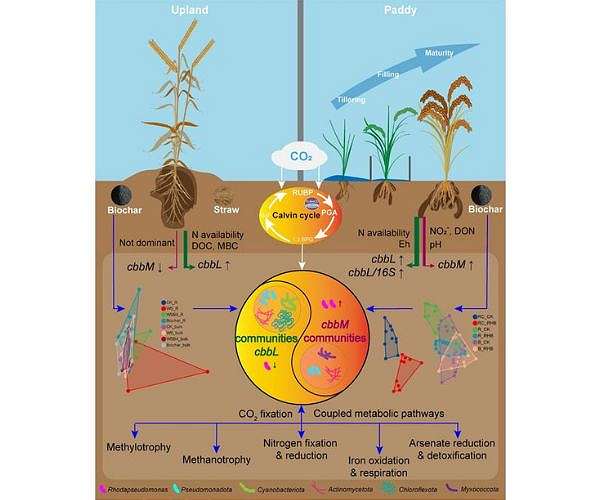 Biochar shifts soil microbes that fix carbon dioxide in farmland