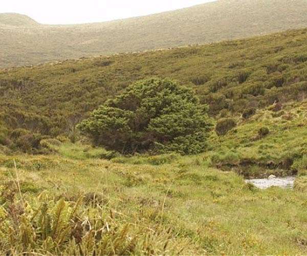 'Loneliest tree in the world' offers evidence of Anthropocene's beginning
